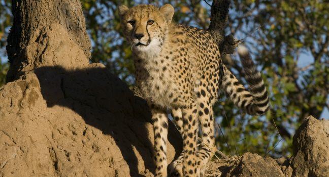 A young cheetah prepares to hunt,Thornybush Game Reserve,South Africa; Shutterstock ID 156554597; Project/Title: South Africa; Downloader: Fodor's Travel