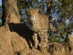 A young cheetah prepares to hunt,Thornybush Game Reserve,South Africa; Shutterstock ID 156554597; Project/Title: South Africa; Downloader: Fodor's Travel