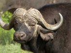 Close-up of African buffalo, one of the big five; Shutterstock ID 68692006; Project/Title: South Africa ebook; Downloader: Fodor's Travel