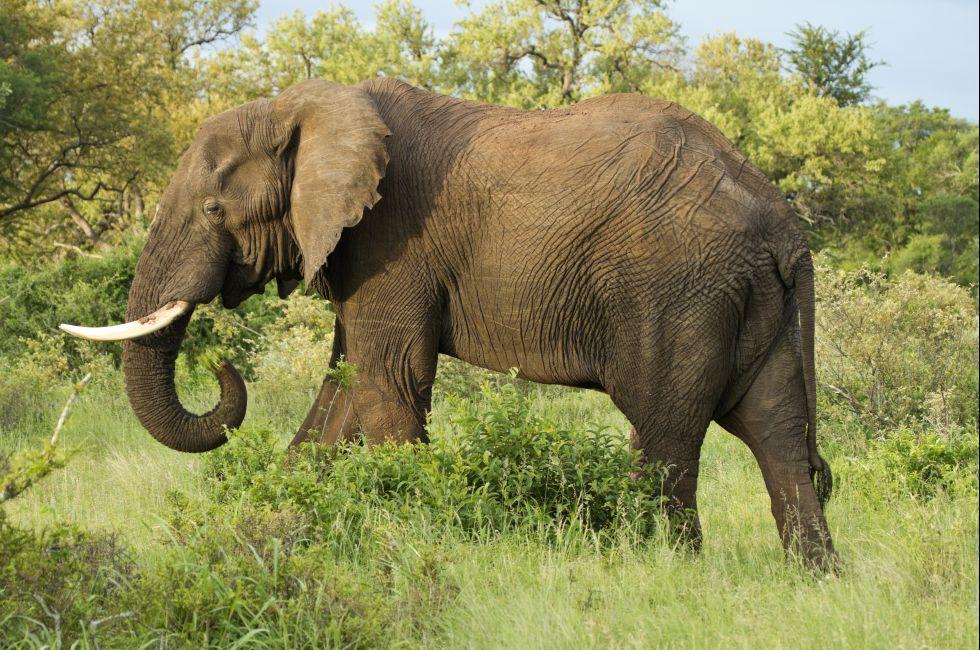 Lone bull elephant in a private game reserve in Timbavati-South Africa;