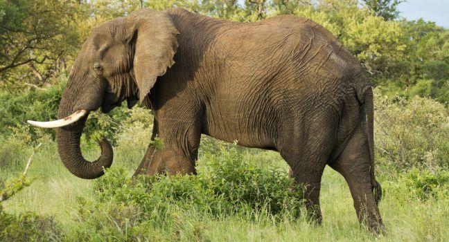 Lone bull elephant in a private game reserve in Timbavati-South Africa;