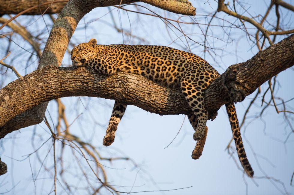 A leopard sleeping in a tree