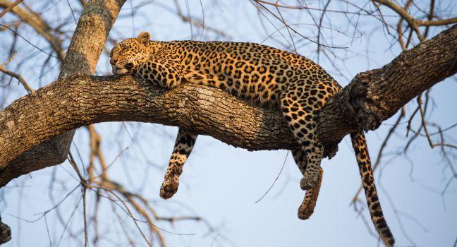 A leopard sleeping in a tree