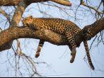 A leopard sleeping in a tree