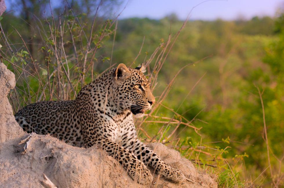 Leopard, Termite Mound, Sabi Sand Nature Reserve, South Africa