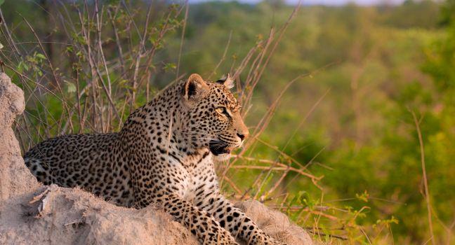 Leopard, Termite Mound, Sabi Sand Nature Reserve, South Africa
