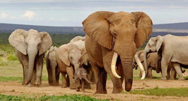 An elephant herd, led by a Magnificent 'Tusker' bull at a waterhole in the Addo Elephant National Park.