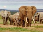 An elephant herd, led by a Magnificent 'Tusker' bull at a waterhole in the Addo Elephant National Park.