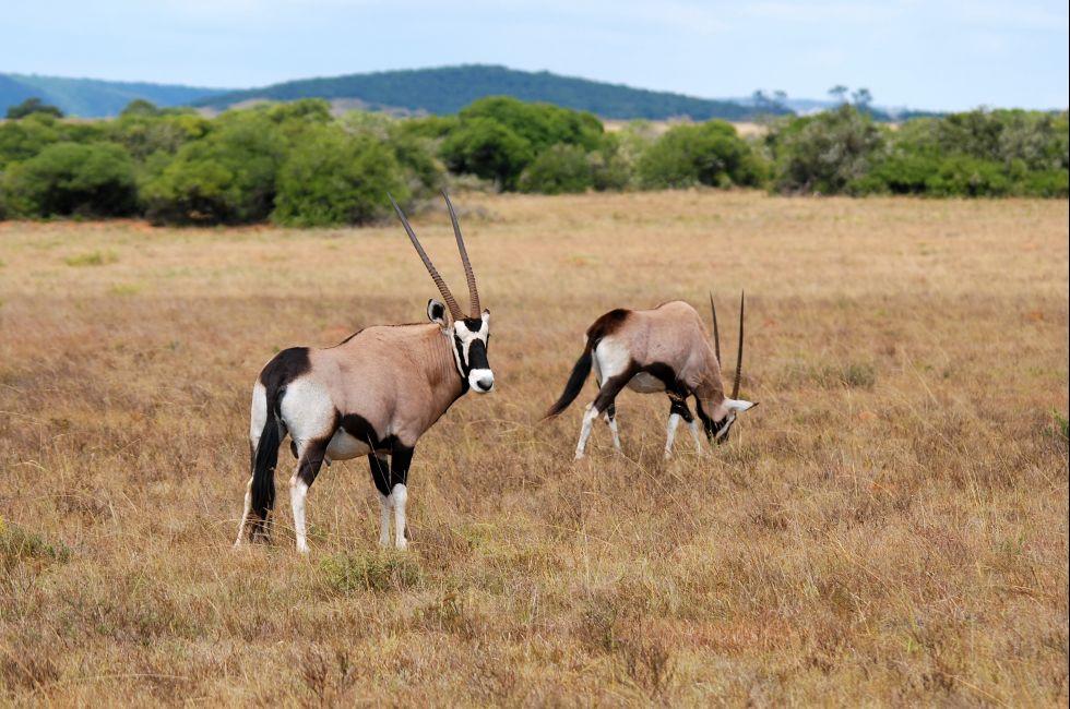 Antelope, Oryx, Shamwari Game Reserve, South Africa 