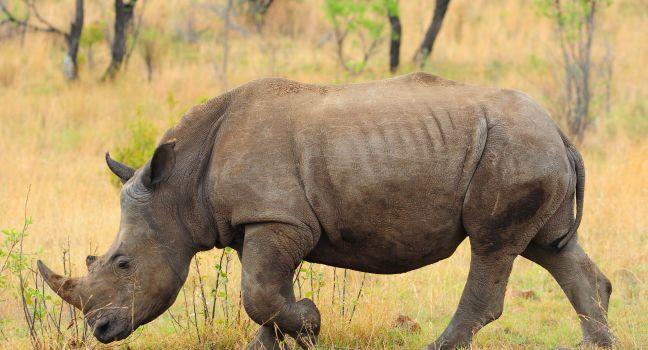Black Rhino;