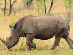 Black Rhino;