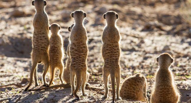 Suricate family standing in the early morning sun back lit looking for possible danger; 