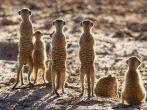 Suricate family standing in the early morning sun back lit looking for possible danger; 