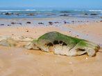Eroded rock on beach with Algae, Port Alfred, Eastern Cape, South Africa; 