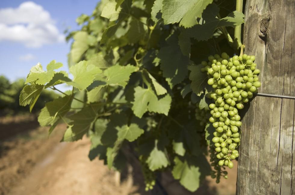 Vineyard in the Hunter Valley NSW Australia;  