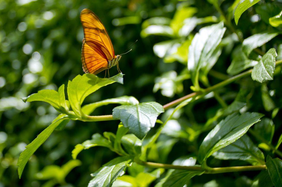 Hortus Botanicus Amsterdam, Amsterdam, Netherlands