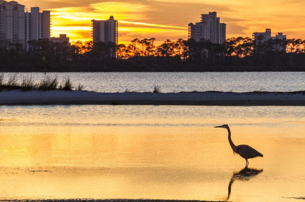A Great Blue Heron silhouetted by golden sunset waters against Perdido Key, Florida.; Heron, Sunset, Perdido Key, Pensacola, The Panhandle, Florida, USA