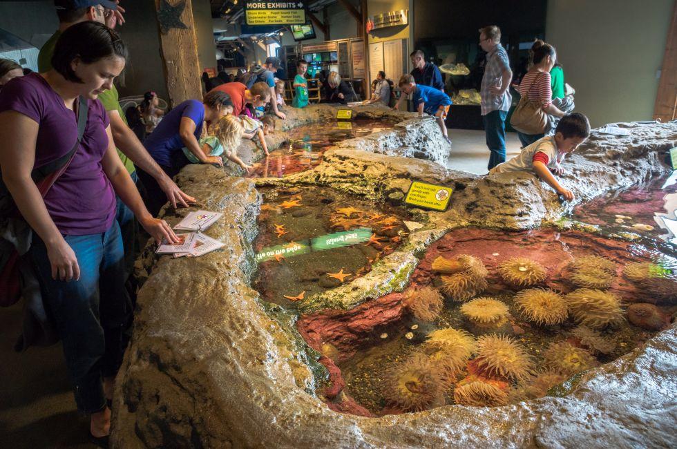 Tourist touching starfish and sea anemone at the Seattle Aquarium.