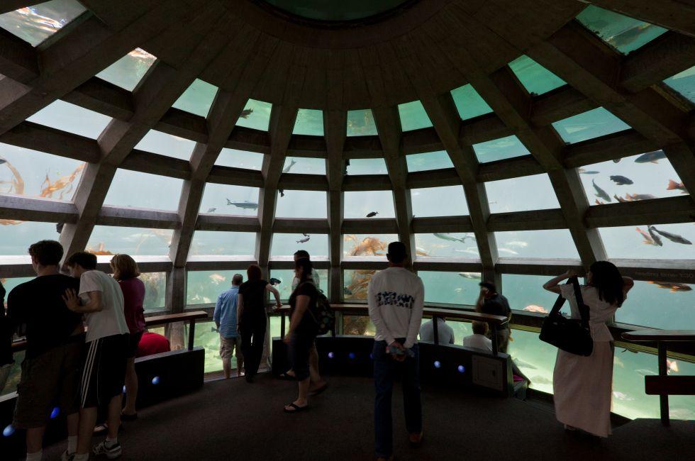 The glass windows and the green waters full of marine life. Seattle Aquarium.