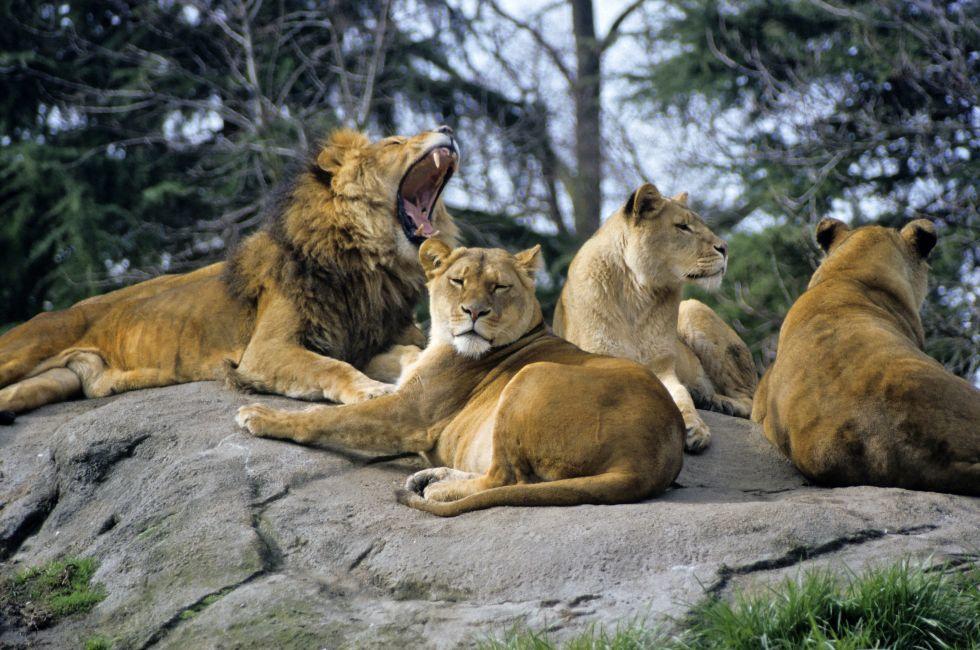 Lions at Seattle's Woodland Park Zoo.