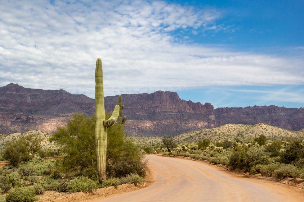 Saguaro cactus on peralta road in the superstition wilderness.