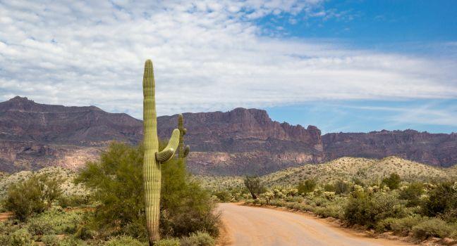 Saguaro cactus on peralta road in the superstition wilderness.