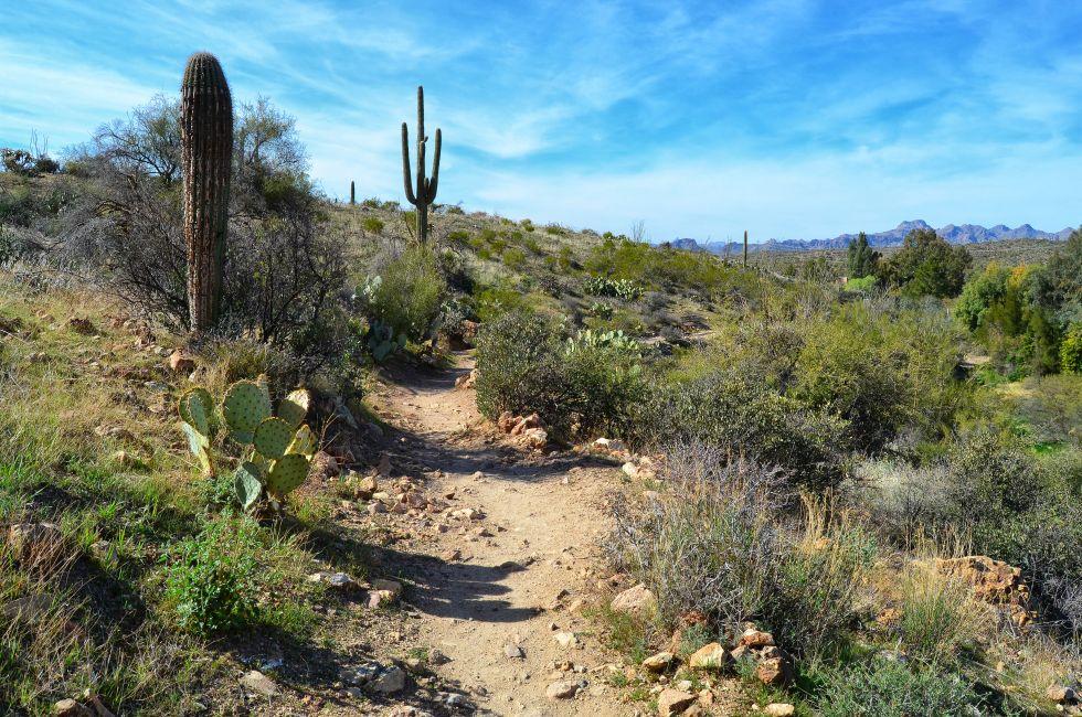 A lovely desert scene at the Boyce Thompson Arboretum State Park in Arizona.