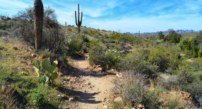 A lovely desert scene at the Boyce Thompson Arboretum State Park in Arizona.