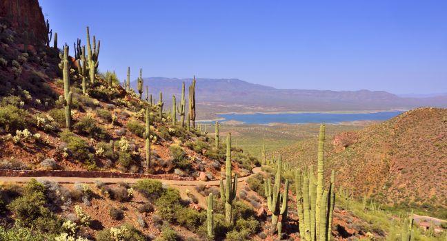 View from Tonto National Monument showing landscape of predominantly saguaro cactus with Roosevelt Lake in the distance.