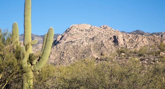 A saguaro cactus in Arizona's Catalina State Park.