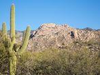 A saguaro cactus in Arizona's Catalina State Park.