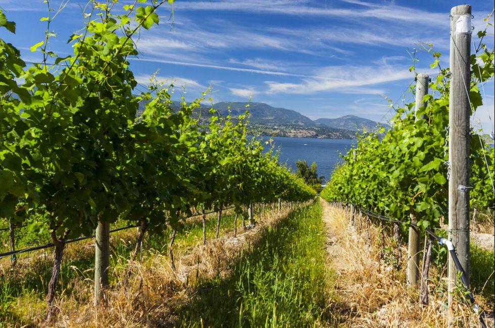 Wine Grape Vineyard on Sunny Summer Day