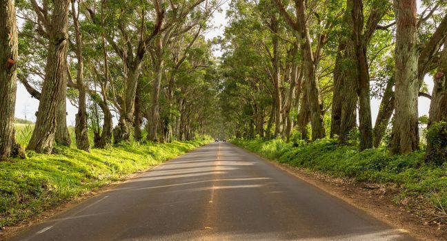 Famous mile long tunnel of Eucalyptus trees along Maluhia Road to Koloa Town, Kauai Hawaii.