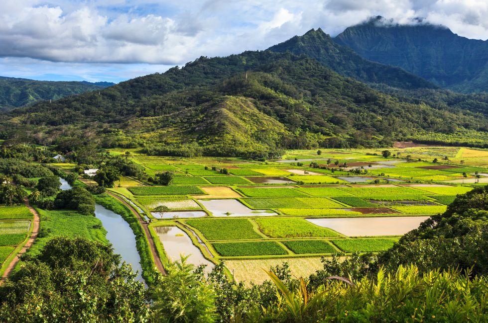 Taro fields in beautiful Hanalei Valley, Kauai.