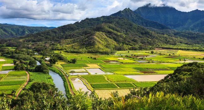 Taro fields in beautiful Hanalei Valley, Kauai.