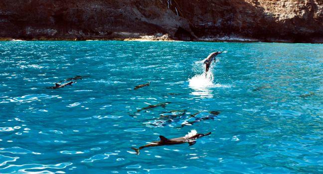 Dolphin pod with one dolphin jumping out of the water on Na Pali Coast.