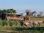 A Very Wild Time — Passengers journey through the “wild” savannah