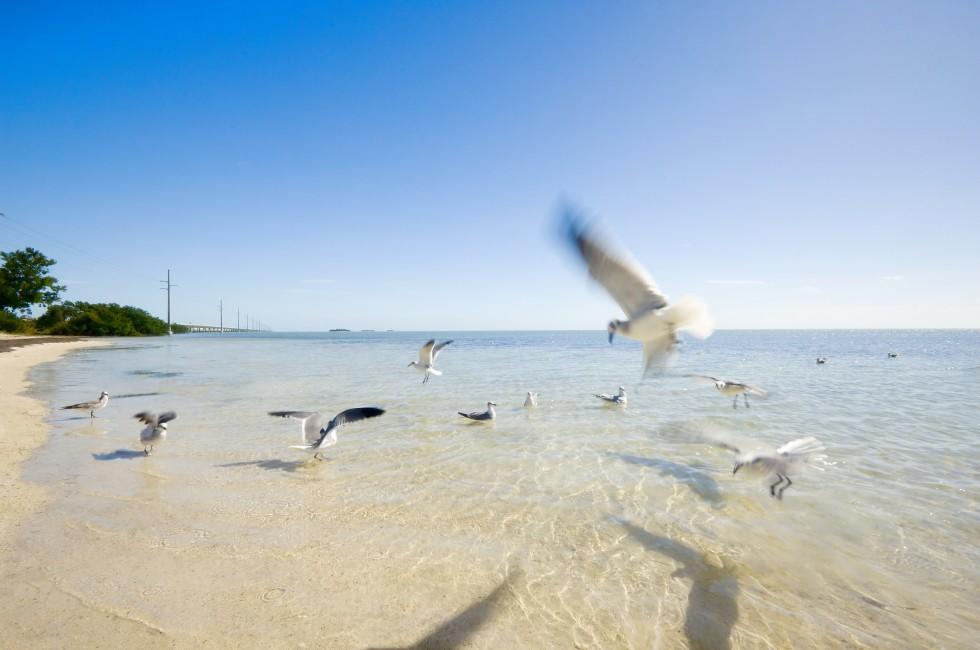 United States - Florida - Florida Keys - Marathon - Little Duck Key - Beach at the Veteran's Park and the Seven Miles Bridge in background.