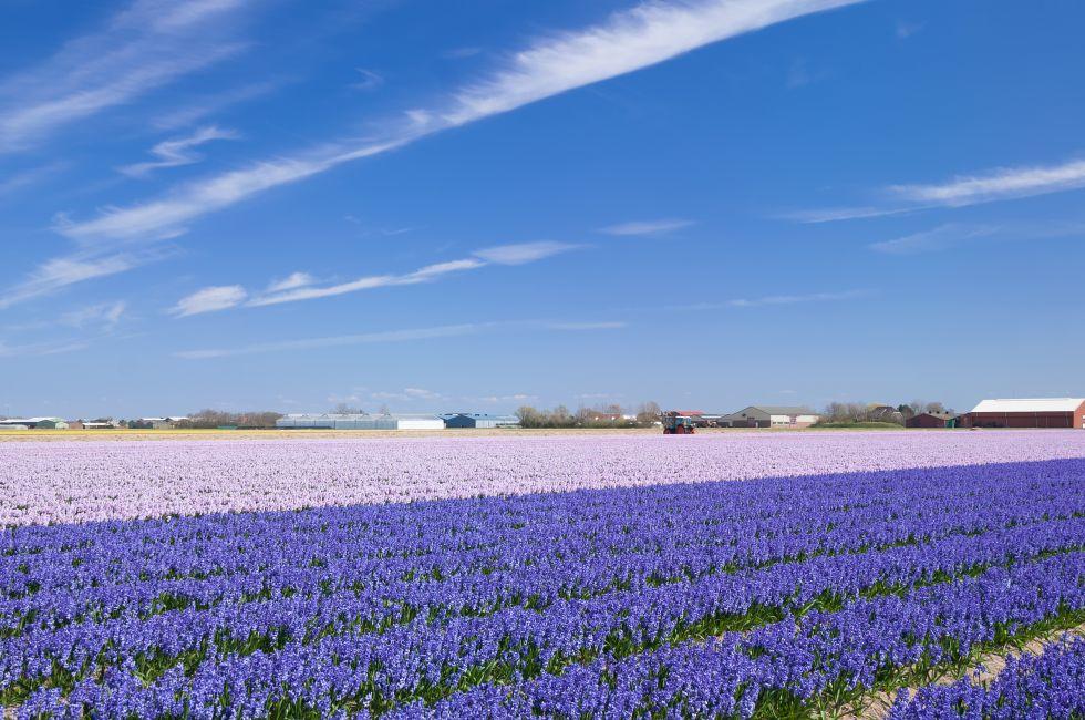 Flower Field in Lisse near Keukenhof garden,Netherlands.