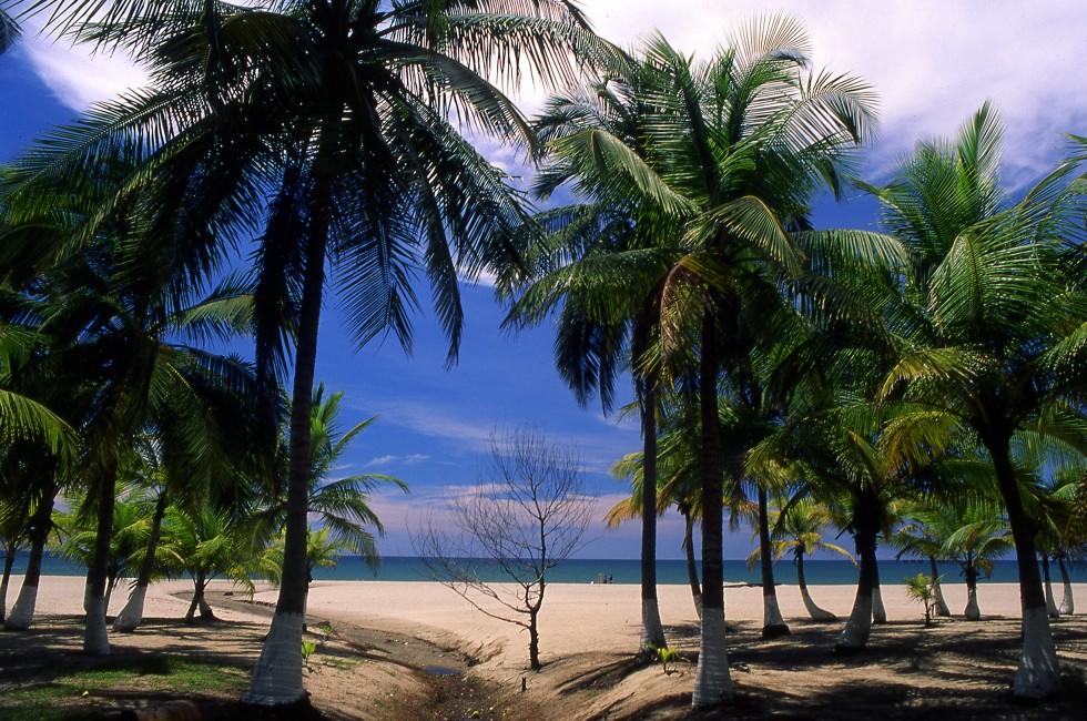 Painted Palm Trees on a Tranquil Beach in Tela, Honduras.