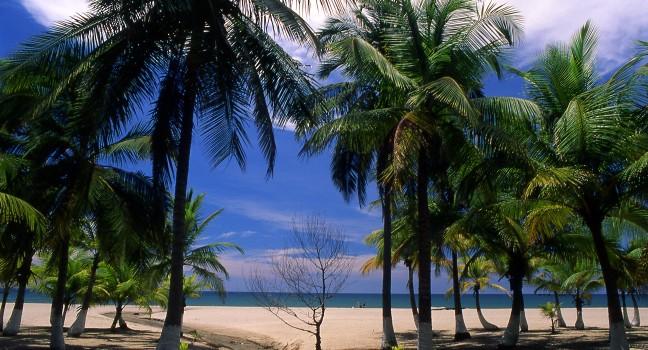 Painted Palm Trees on a Tranquil Beach in Tela, Honduras.