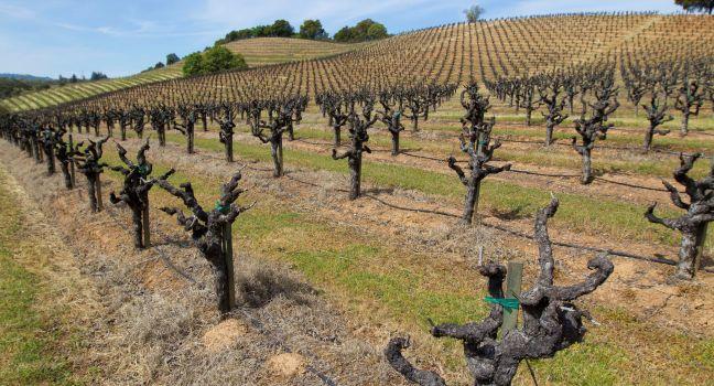 Rows and rows of dormant Zinfandel vines in Geyserville, California, in Sonoma County