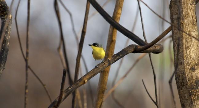 small yellow bird. POCONE, MATO GROSSO, BRAZIL.