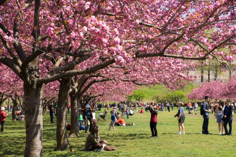 Cherry Blossom trees lined at Brooklyn Botanical garden in New York City on May 3, 2014.