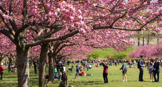Cherry Blossom trees lined at Brooklyn Botanical garden in New York City on May 3, 2014.