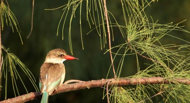 Brown Hooded Kingfisher. Photographed in a Casuarina Tree in Richards Bay, South Africa.; 
