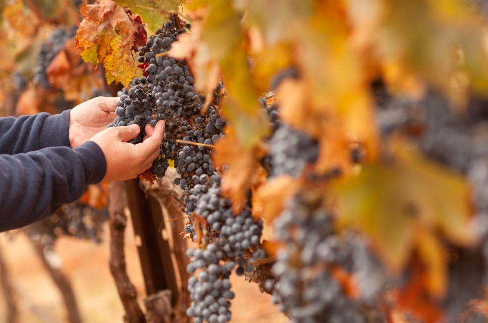 Farmer Inspecting His Ripe Wine Grapes Ready For Harvest.