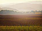 The sun glows through a light mist over leafless grape vines planted in straight rows, in a vineyard growing wine grapes, in the winter in the Napa Valley wine country in northern California, near St. Helena.
