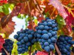 Ripe Napa Valley Grapes