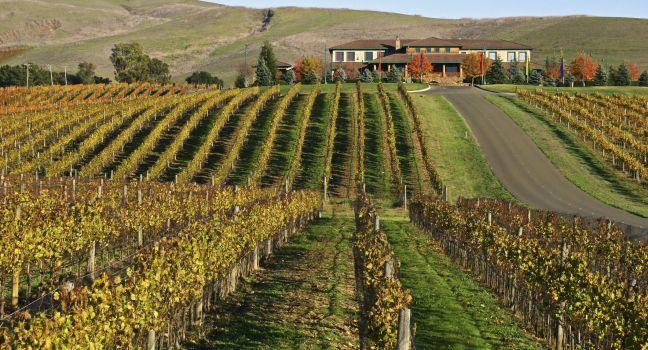 The rolling landscape of a Sonoma Valley, California vineyard.